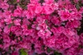 Spring Pink Azalea Blooms Royalty Free Stock Photo