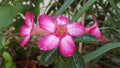 Close up of Azalea flowers