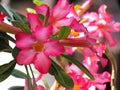 Close up Azalea flowers or Desert Rose-Impala Lily- Mock Azalea are blooming on tree in the garden.