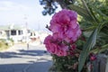Close-up of azalea shrub flower. Street view and blurred background in sunny day