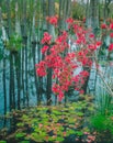 Close-up of Azaleas and lily pads that  fill the cypress tree swamp in Southern USA Royalty Free Stock Photo