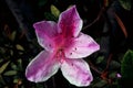 Close-up of a azaleia flower Royalty Free Stock Photo