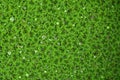 Close up Azolla background Royalty Free Stock Photo