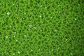 Close up Azolla background