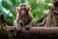 Close up of a baboon sitting.