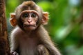 Close up of a baboon sitting.