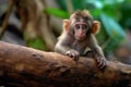 Close up of a baboon sitting.