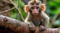 Close up of a baboon sitting.