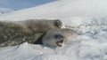 Close-up baby, adult seal on snow Antarctica land.