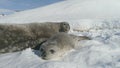 Close-up baby, adult seal on snow Antarctica land. Royalty Free Stock Photo