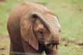 Close up of baby African elephant Royalty Free Stock Photo