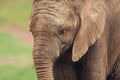 Close up of baby African elephant Royalty Free Stock Photo