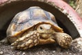 Close up Baby African spurred tortoise resting
