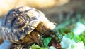 Close up of a baby African tortoise eating vegetables.