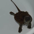 Close up of a baby alligator snapping turtle on a white background Royalty Free Stock Photo