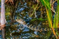 Baby Gator in the Swamp Royalty Free Stock Photo