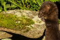 Baby American Mink Royalty Free Stock Photo