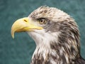 Close-up Baby Bald Eagle