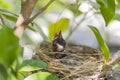 Close up baby bird cry hungry open mouth in nest on tree