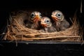 close-up of baby birds hatching in mailbox nest