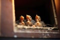 close-up of baby birds hatching in mailbox nest