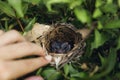 Close up baby birds ,new born baby bird in nest