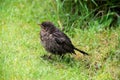 Close up of a baby blackbird Royalty Free Stock Photo