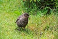 Close up of a baby blackbird Royalty Free Stock Photo