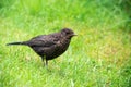 Close up of a baby blackbird Royalty Free Stock Photo