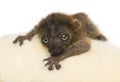Close-up of baby Blue-eyed Black Lemur facing 20 days old