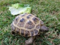Close up baby box turtle on the green grass in the sunny light with food Royalty Free Stock Photo