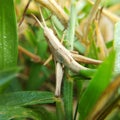 Close up of baby brown grasscopper and wet grass with dew