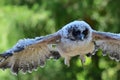 Baby brown wood owl strix leptogrammica