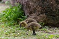 Close-up on baby Canadian geese picking the ground Royalty Free Stock Photo