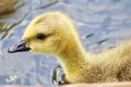 A baby Canadian goose swimming Royalty Free Stock Photo