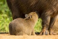 Close-up of Baby Capybara Nursing