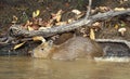 Close up of a baby Capybara on a river bank
