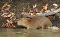 Close up of a baby Capybara on a river bank