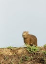 Close up of a baby Capybara standing on a river bank