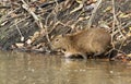 Close up of a baby Capybara walking in water on a river bank