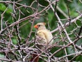 Close-up of a baby cardinal on thornes looking sideways