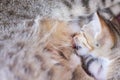 Close up baby cat drinking milk from mother breast , animal family on background Royalty Free Stock Photo