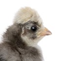 Close-up of baby chick Royalty Free Stock Photo