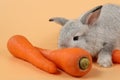 Close up baby cute brown easter bunny rabbit eatting carrots on orange background