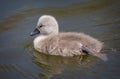 Close up of baby cute cygnet swimming