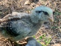 Close up of a Baby Easter egger chick in the backyard Royalty Free Stock Photo