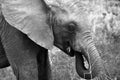 Close-up of a baby elephant eating Royalty Free Stock Photo