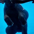 Close up. Baby Elephant Playing in Water.