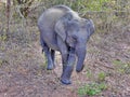 Close up of baby elephant, Yala National Park, Sri Lanka