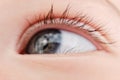 Close-up of baby eye and eyelashes age one year, macro photo of the c Royalty Free Stock Photo